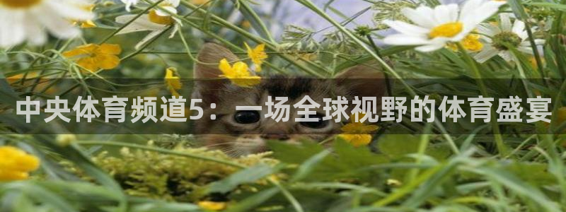 河豚体育直播看球app